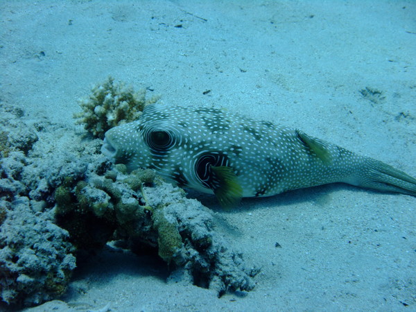 Pufferfish - Whitespotted Puffer