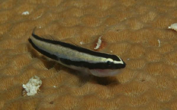 Gobies - Sharknose Goby