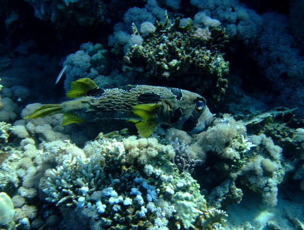 Porcupinefish - Black-blotched Porcupinefish