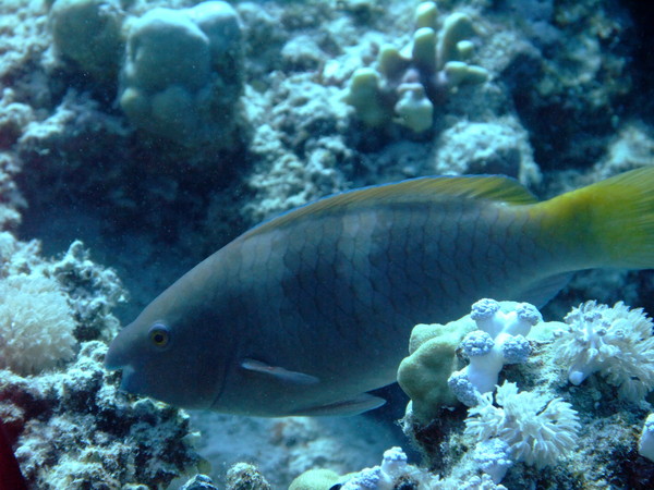 Parrotfish - Rusty Parrotfish