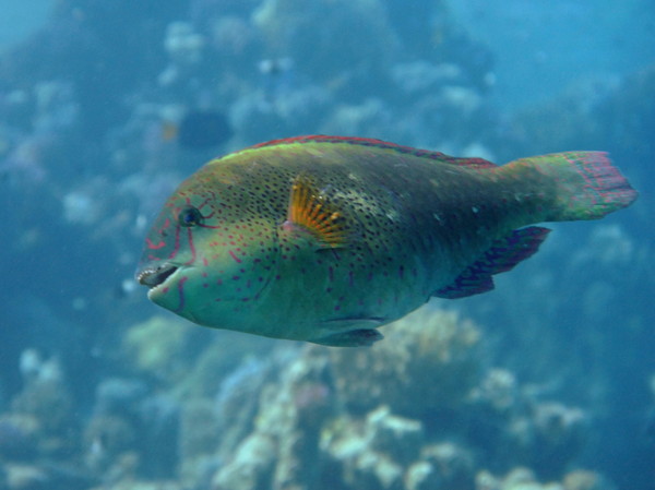 Parrotfish - Dotted Parrotfish