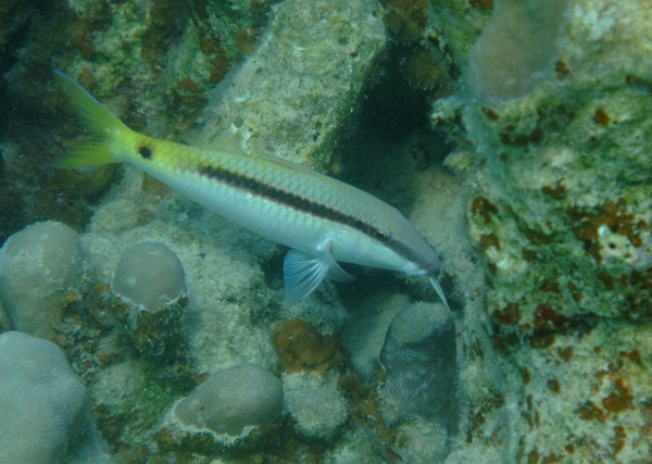 Goatfish - Red Sea goatfish