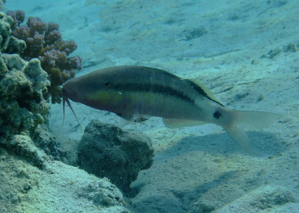 Goatfish - Longbarbel Goatfish