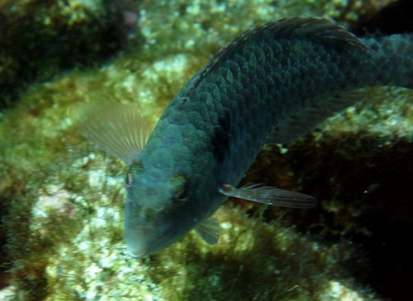 Parrotfish - European Parrotfish