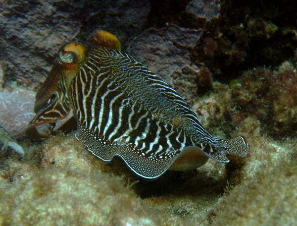 Cephalopoda - Common Cuttlefish