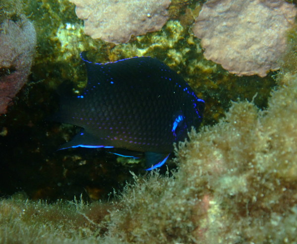 Damselfish - Bluefin Damselfish