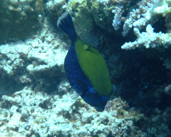 Trunkfish - Arabian Boxfish