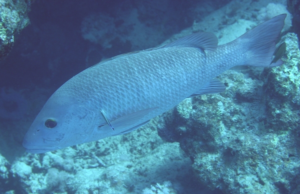 Snappers - Mangrove Snapper