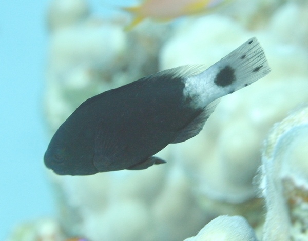 Bullethead parrotfish - Chlorurus sordidus