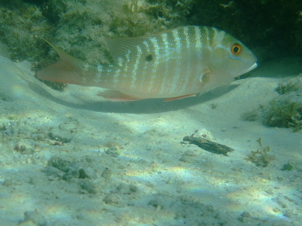 Snappers - Mutton Snapper