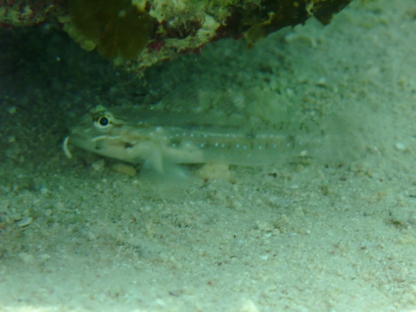 Gobies - Bridled Goby