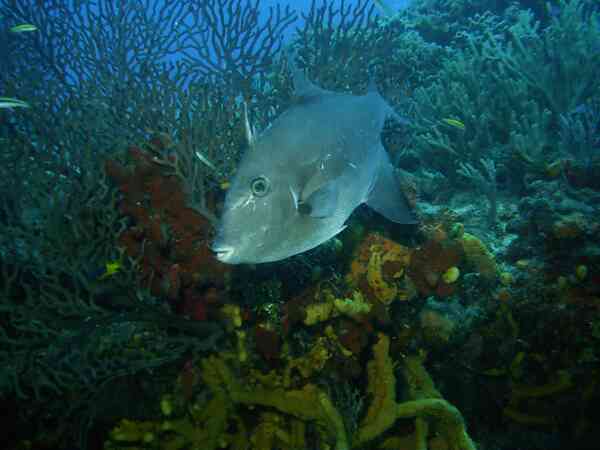 Triggerfish - Ocean Triggerfish