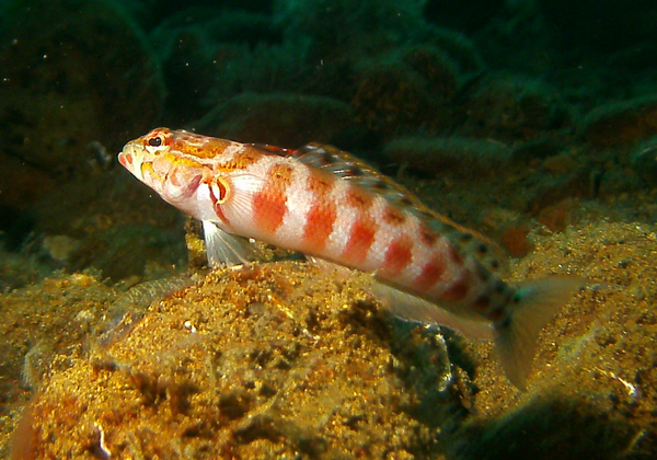 Sandperches - Red-spotted Sandperch