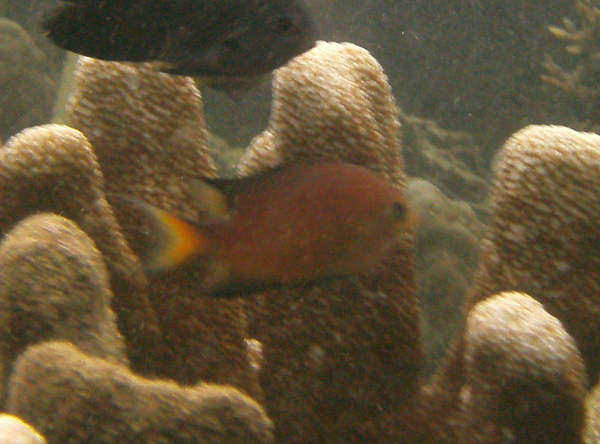 Damselfish - Darkfin chromis