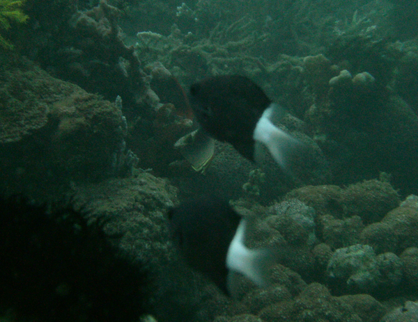 Damselfish - Bicolor chromis