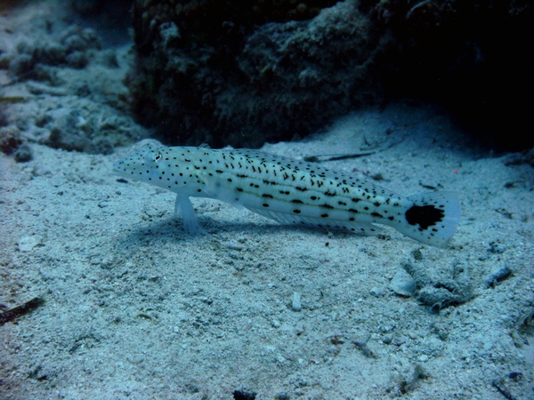 Sandperches - Speckled Sandperch