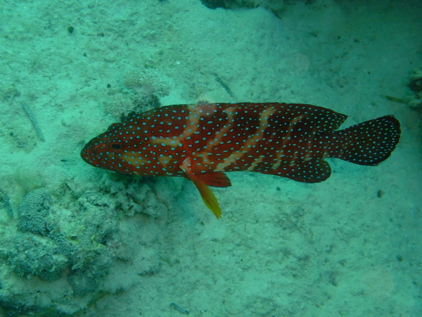 Groupers - Coral Grouper