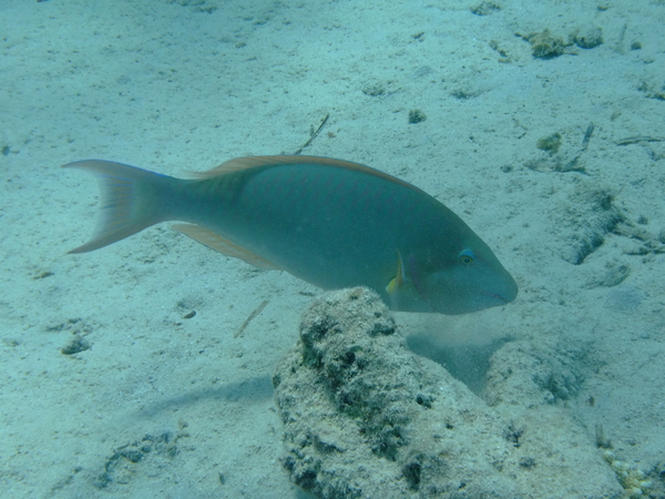 Parrotfish - Longnose Parrotfish