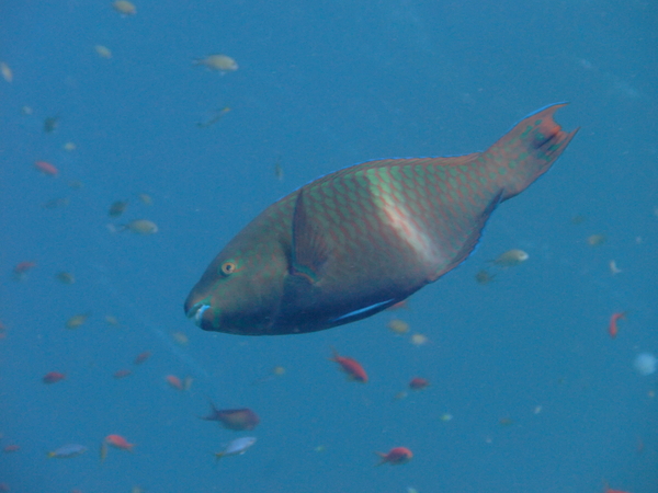 Parrotfish - Purple-brown Parrotfish