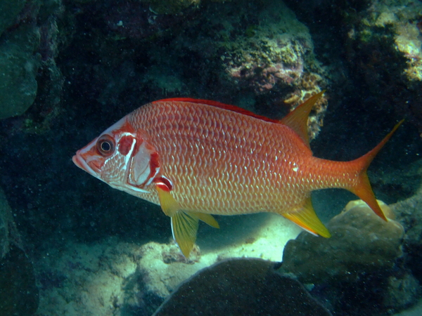 Squirrelfish - Long-jawed Squirrelfish