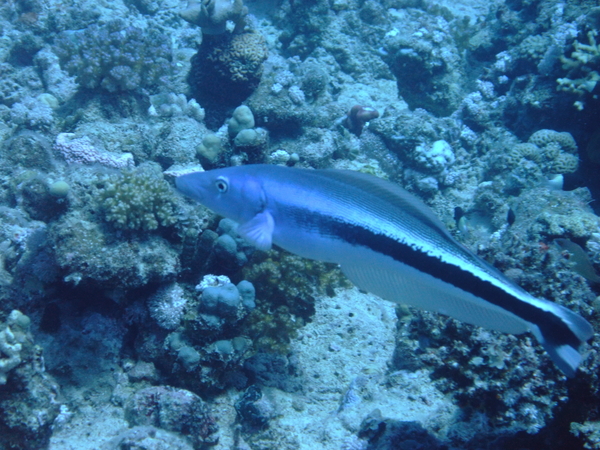 Tilefish - Blue blanquillo