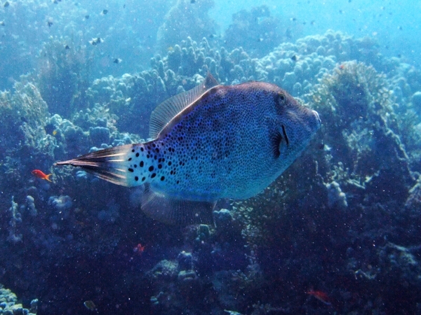 Filefish - Scrawled Filefish