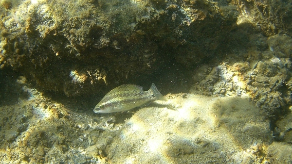 Wrasse - Peacock Wrasse