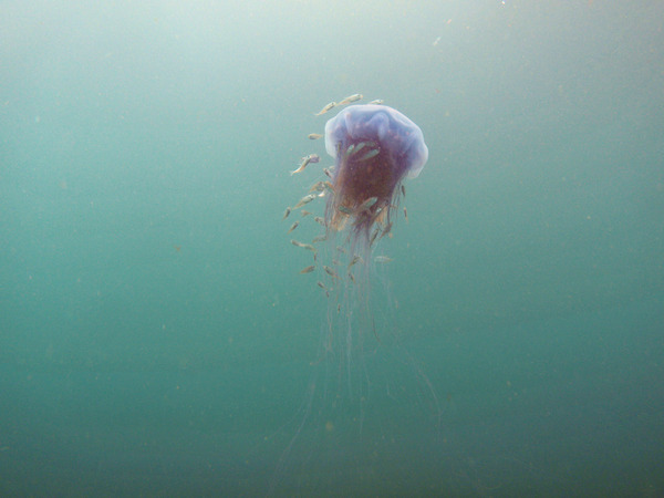 Jellyfish - Blue Jellyfish