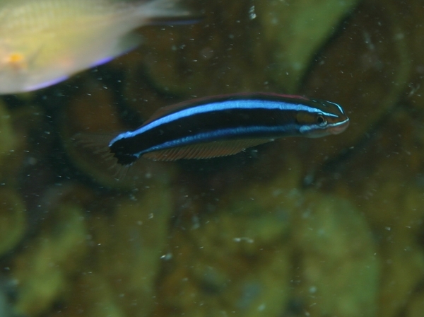 Blennies - Blue-striped Fangblenny