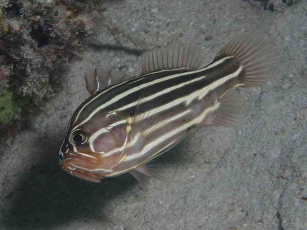 Soapfish - Six-striped Soapfish
