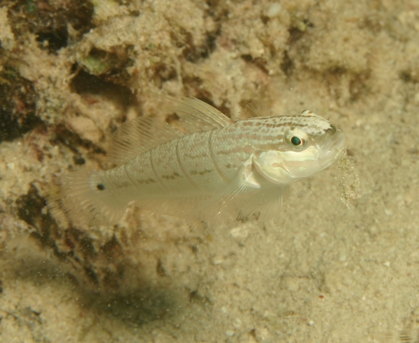 Gobies - Butterfly Goby