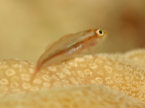 Blennies - Michel's Host Goby