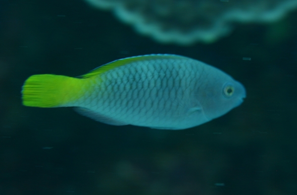 Rusty Parrotfish - Scarus ferrugineus
