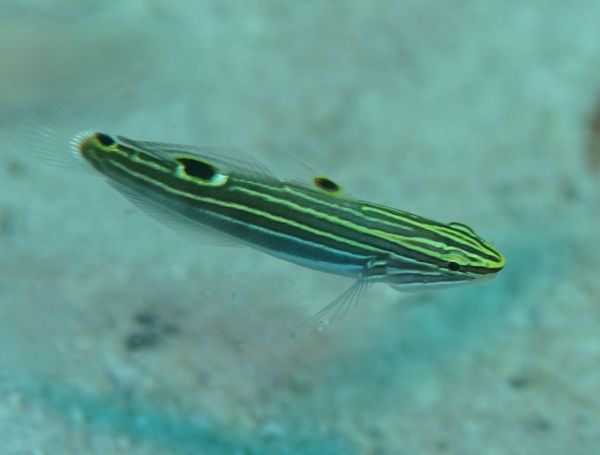 Gobies - Hector's Goby