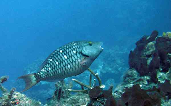 Parrotfish - Stoplight Parrotfish