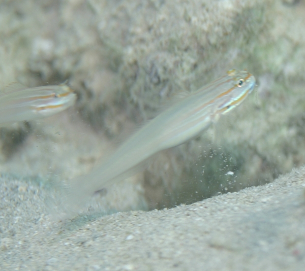 Gobies - Nocturn Goby