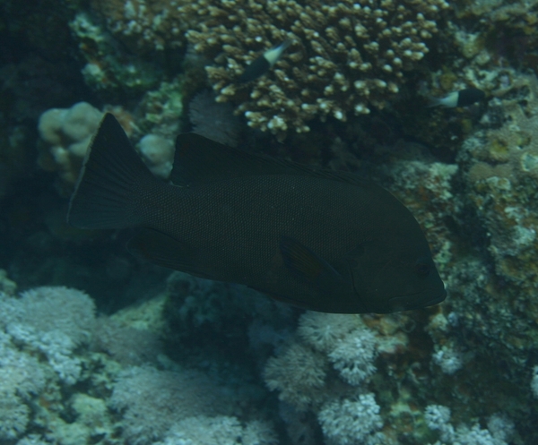 Groupers - Redmouth Grouper