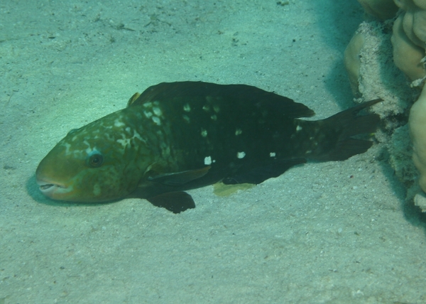 Bullethead parrotfish - Chlorurus sordidus