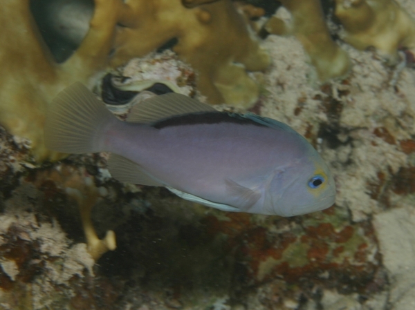 Soapfish - Red Sea Soapfish