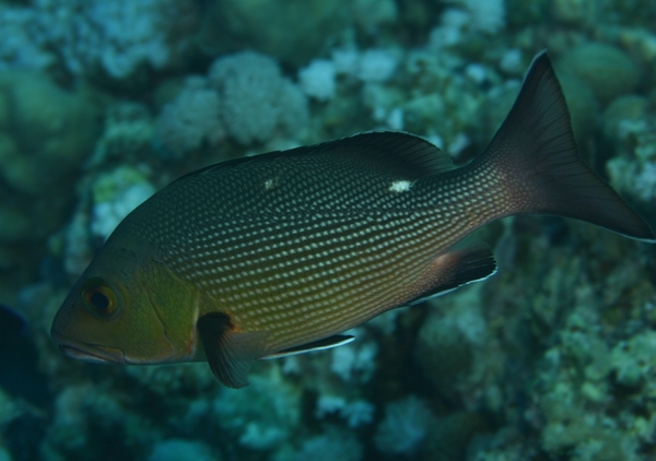 Snappers - Twinspot Snapper