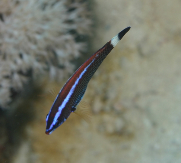 Wrasse - Chiseltooth Wrasse
