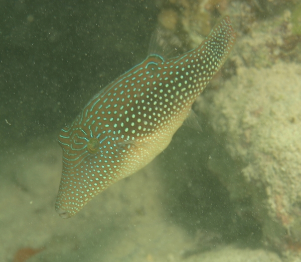 Pufferfish - Red Sea Toby