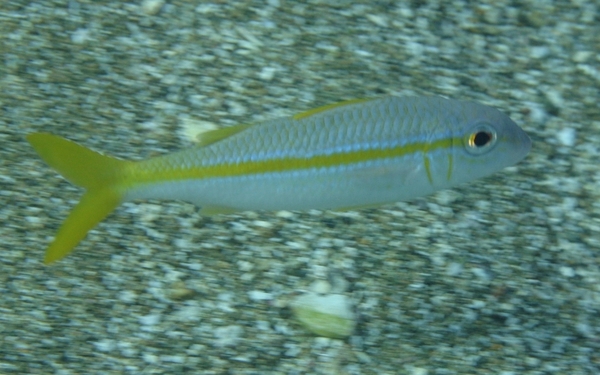 Goatfish - Yellow Goatfish