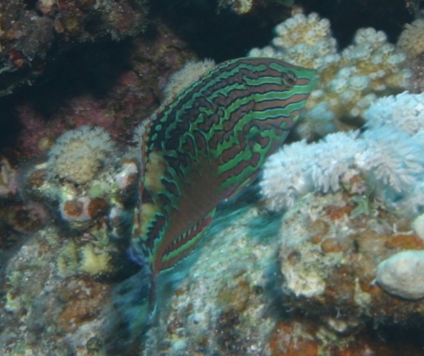 Wrasse - Vermiculate Wrasse