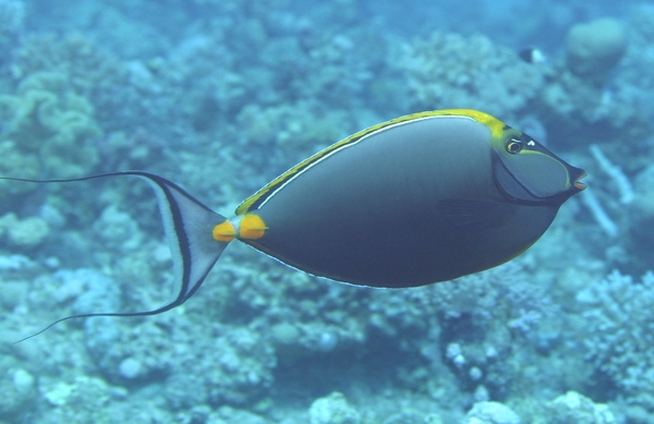 Surgeonfish - Orangespine Surgeonfish