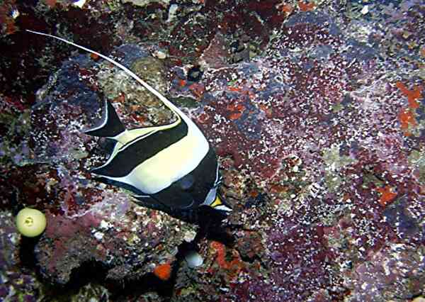 Surgeonfish - Moorish Idol