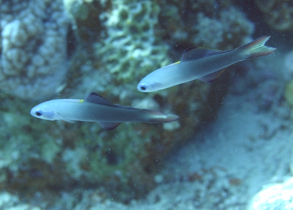 Dartfish - Blackfin Dartfish