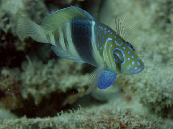 Hamlets - Barred Hamlet