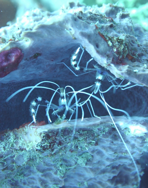 Shrimps - Banded Coral Shrimp