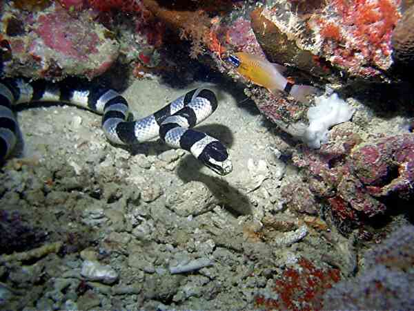 Sea Snakes - Sea Krait